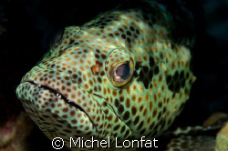 The eyes of a big Grupper Fish in the Red Sea by Michel Lonfat 